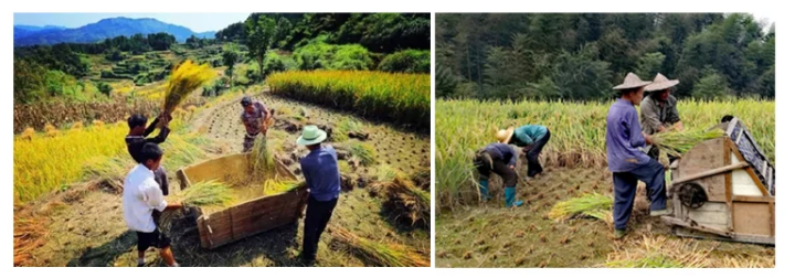 Family Use Agricultural Machin - Agriculture Farming Rice incelemesi ve fiyatı