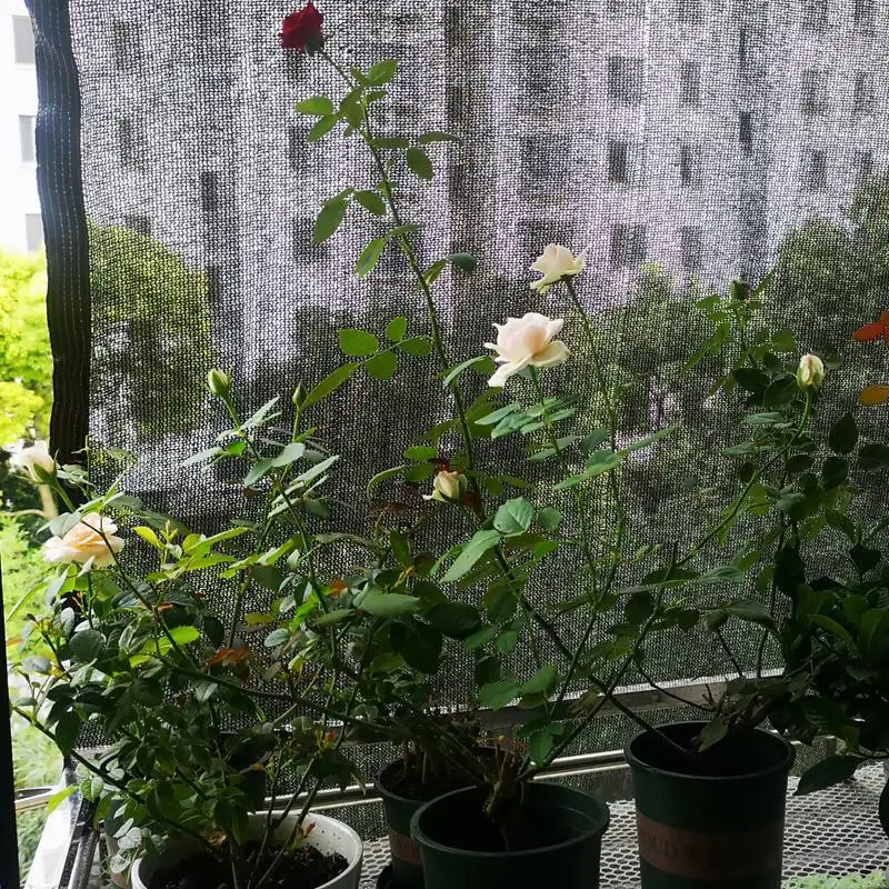 35~80% Shading Anti-UV Black H - Agriculture Farming Net incelemesi ve fiyatı