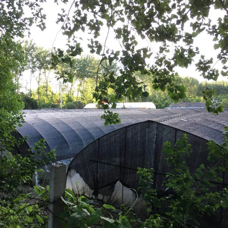 35~80% Shading Anti-UV Black H - Agriculture Farming Net incelemesi ve fiyatı