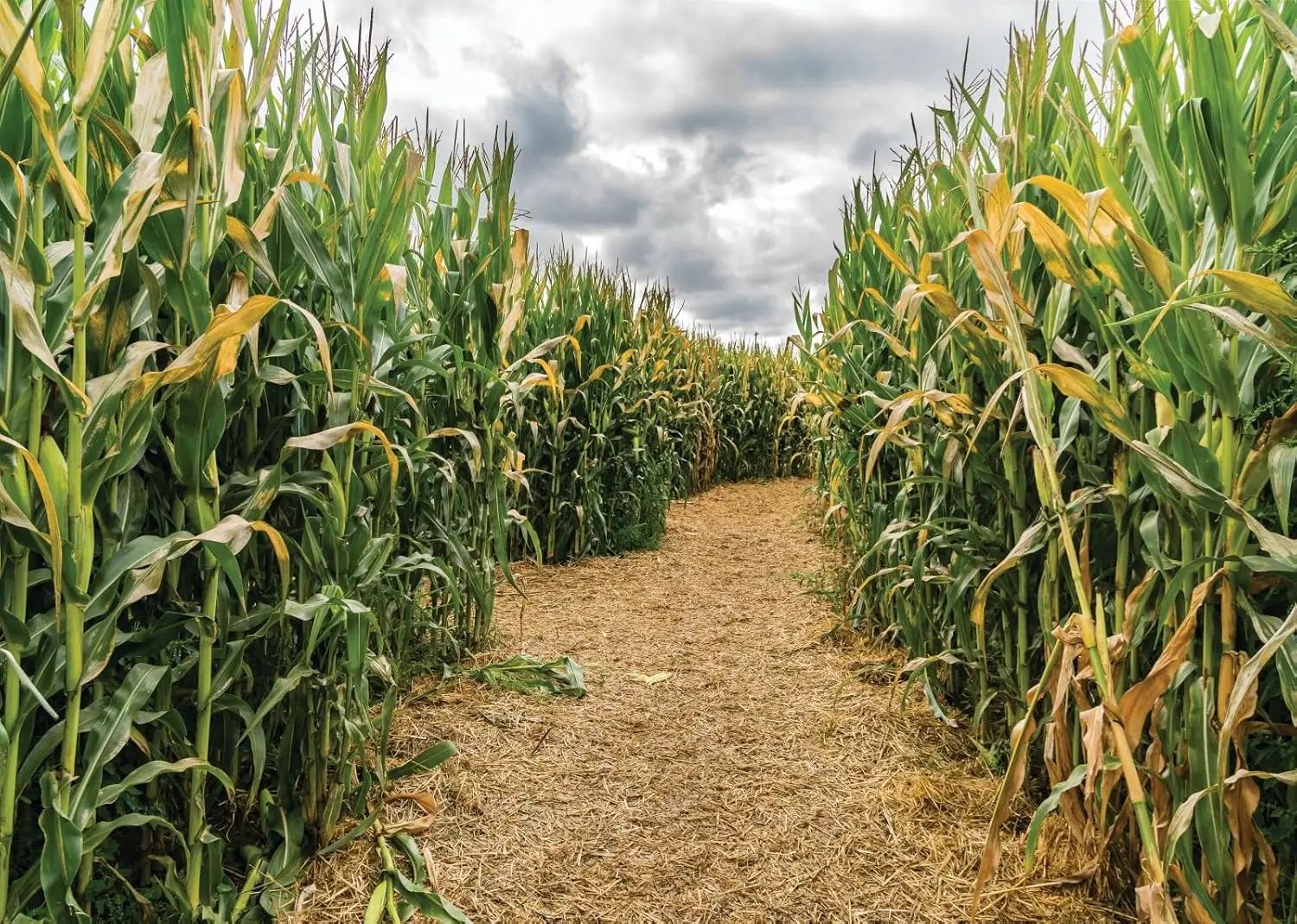 Cornfield Green Corn Field Maz - Agriculture Farming Background incelemesi ve fiyatı